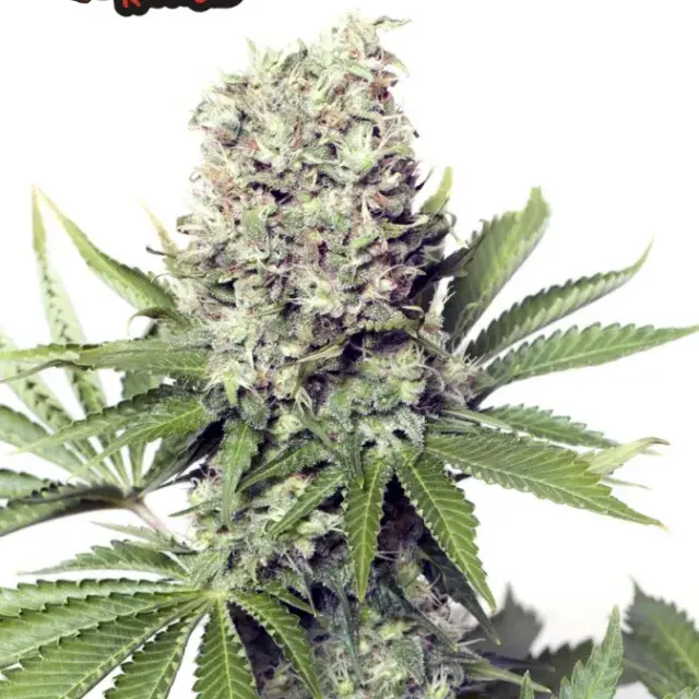 Jumbo Runtz Feminised Cannabis Seeds - Yieldmonger