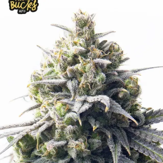Mega Bucks Auto Feminised Cannabis Seeds - Yieldmonger