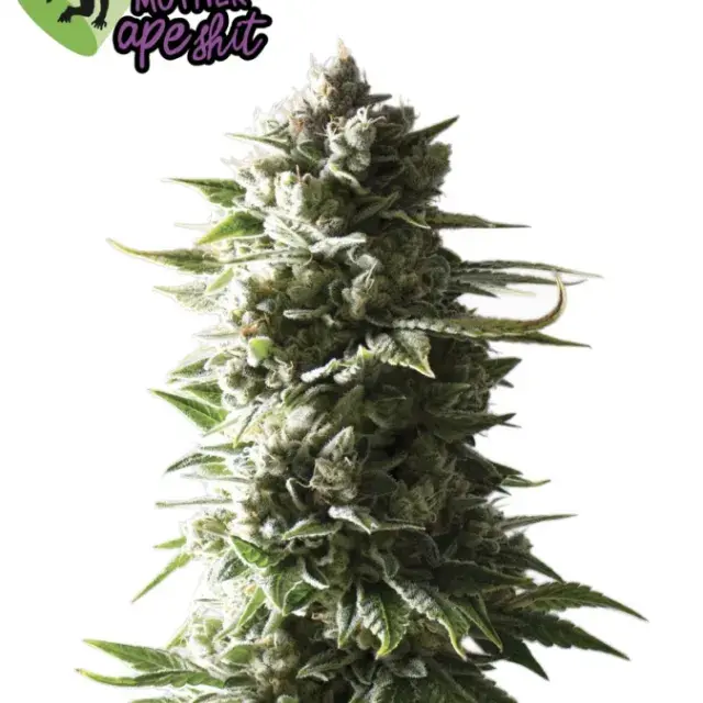 Mother Ape Shit Auto Feminised Cannabis Seeds - Yieldmonger