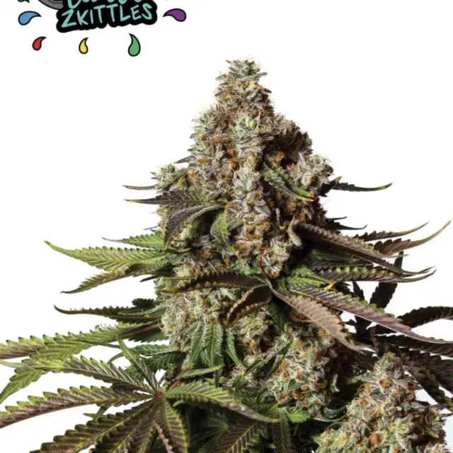 Turbo Zkittles Feminised Cannabis Seeds - Yieldmonger