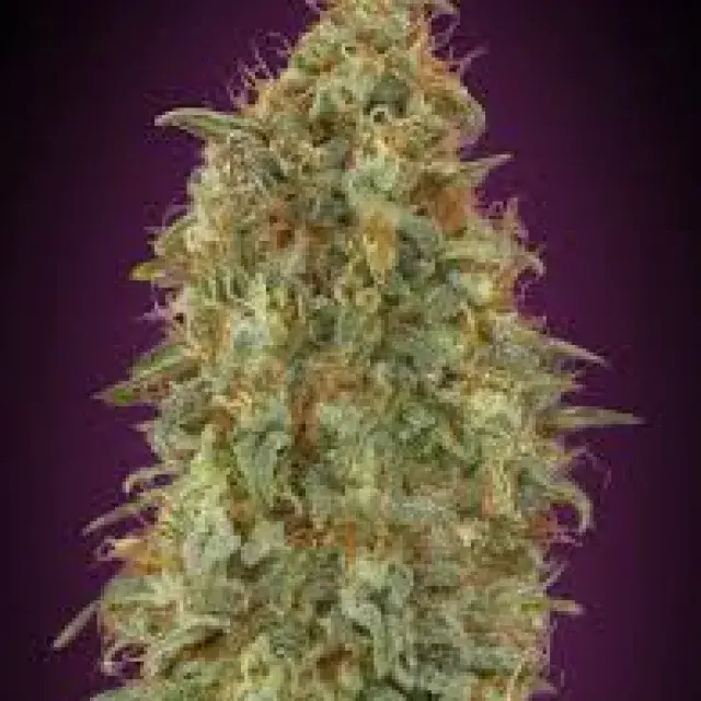 Zkittlez Fast Feminised Cannabis Seeds | Advanced Seeds 