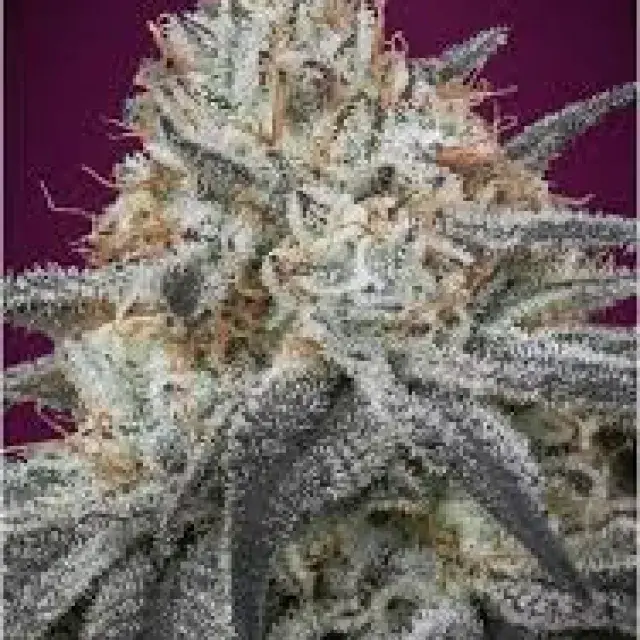 Auto Slurricane Cannabis Seeds | Advanced Seeds 