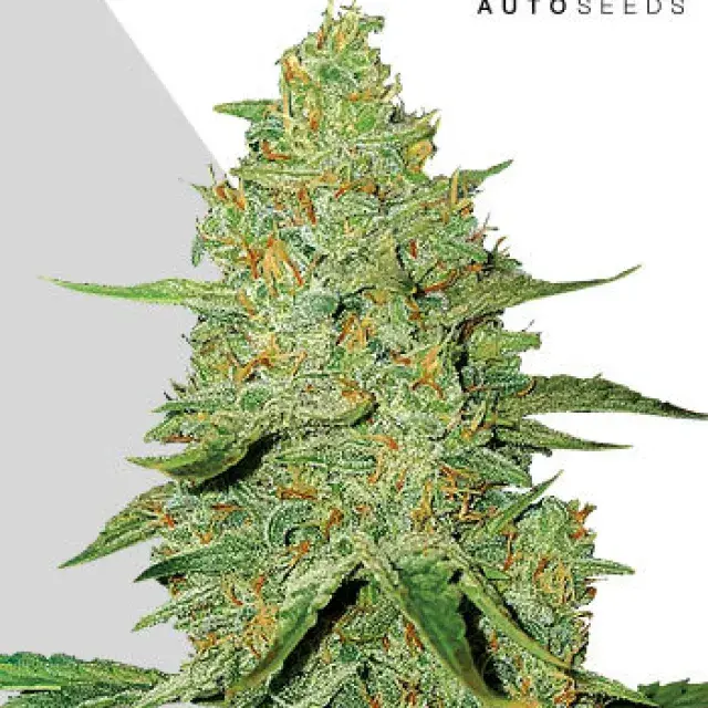 Auto Acapulco Gold Feminised Cannabis Seeds | Auto Seeds 