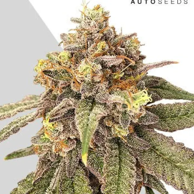 Auto Pink Runtz Feminised Cannabis Seeds | Auto Seeds 