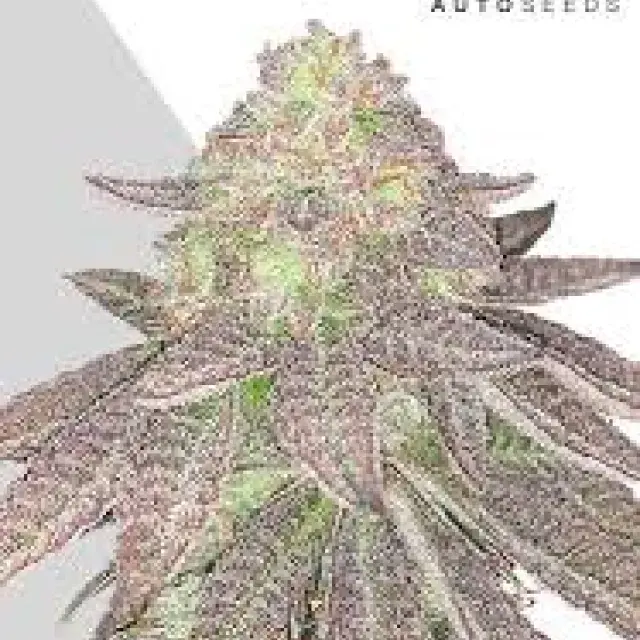 Auto Rainbow Glue Feminised Cannabis Seeds | Auto Seeds 