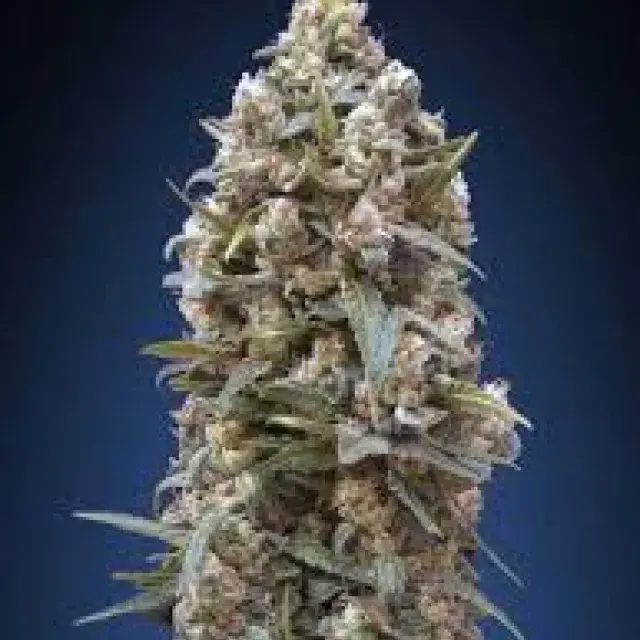 Chocolate Kush FAST Feminised Cannabis Seeds | OO Seeds