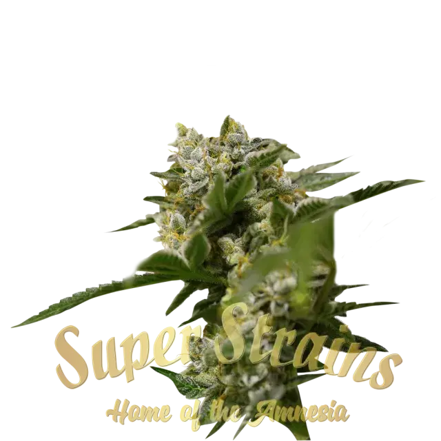  Ibiza Farmers Feminised Cannabis Seeds - Super Strains