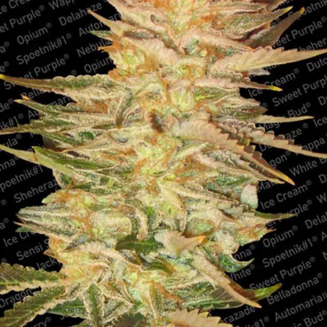 Ice Cream Feminised Cannabis Seeds | Paradise Seeds