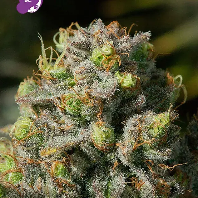 Iceberg Feminised Cannabis Seeds - Anesia Seeds
