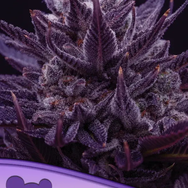 Imperium X Feminised Cannabis Seeds - Anesia Seeds