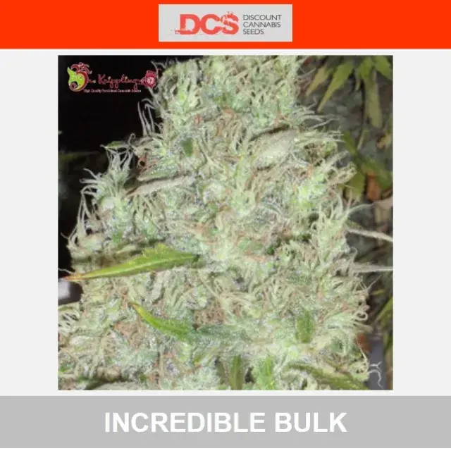 Incredible Bulk Cannabis Seeds | Dr Krippling