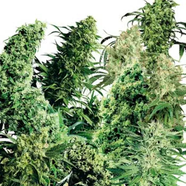 Indoor Mix Feminised Cannabis Seeds | Female Seeds 