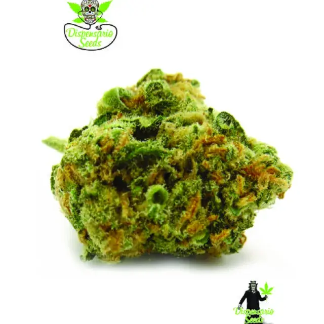 Island MK Feminised Cannabis Seeds | Dispensario Seeds