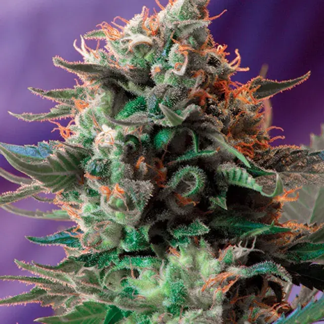 Jack 47 Feminised Cannabis Seeds | Sweet Seeds