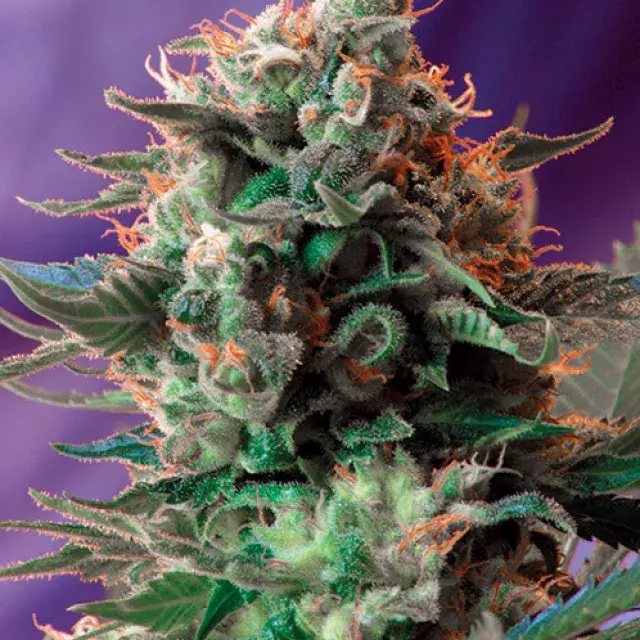 Jack 47 F1 Fast V Feminised Cannabis Seeds | Sweet Seeds