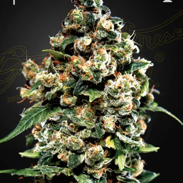 Jack Herer Feminised Cannabis Seeds | Green House Seeds