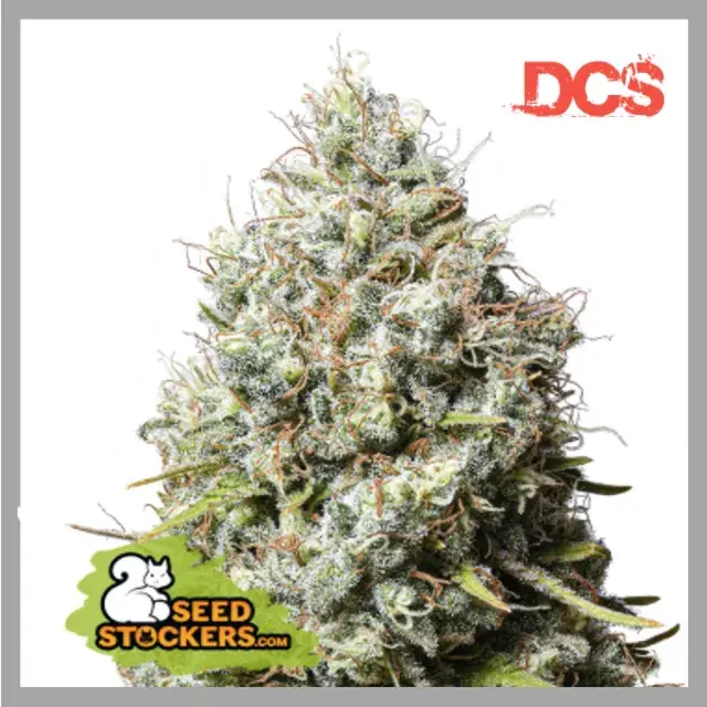 Jack Herer Feminised Seeds | Seed Stockers