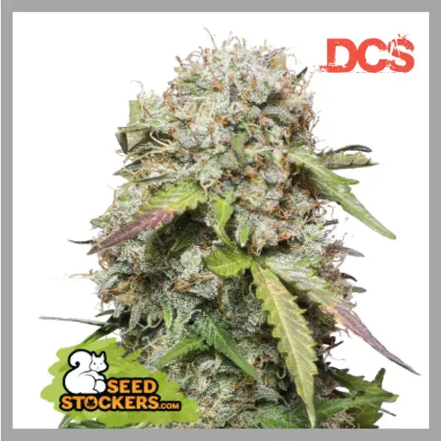 Jack Herer Auto Feminised Seeds | Seed Stockers