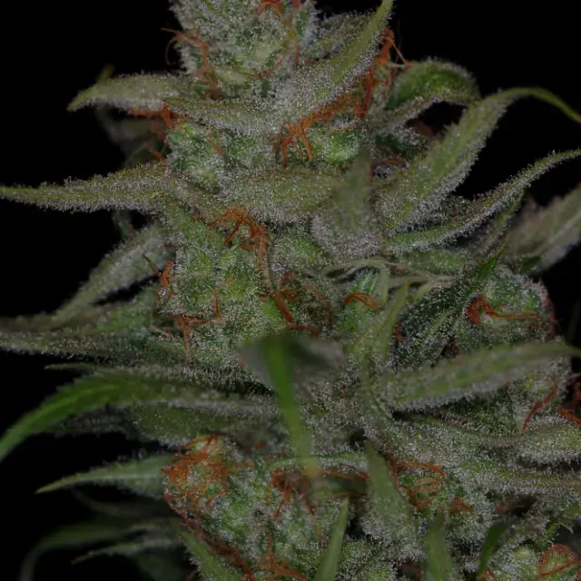 Jack Skellington Regular Cannabis Seeds | TGA Seeds