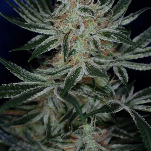 Jack The Ripper Regular Cannabis Seeds | TGA Seeds