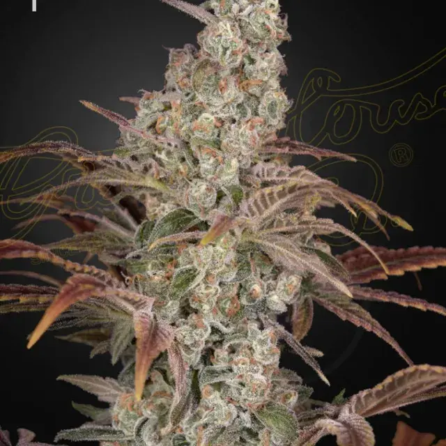 Jack's Dream Feminised Cannabis Seeds | Green House Seeds