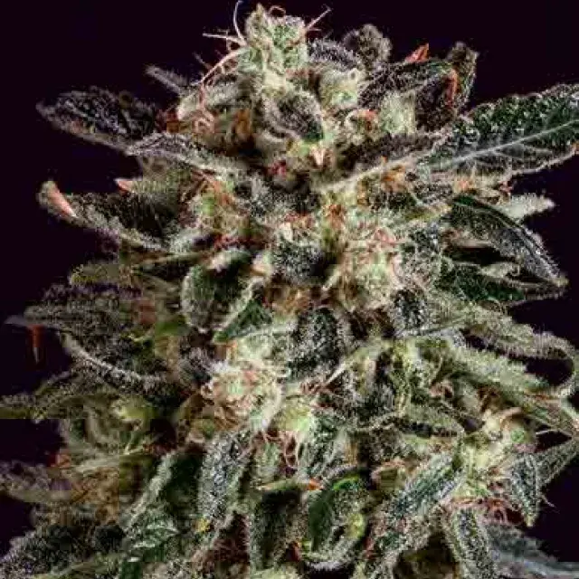 JACK FLASH x SCBDX Feminised Cannabis Seeds