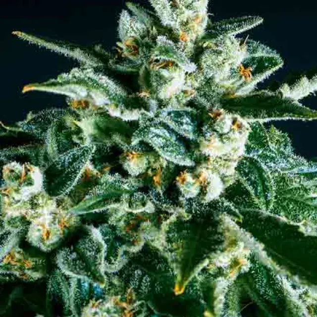 JACK HERER x SCBDX Feminised Cannnabis Seeds