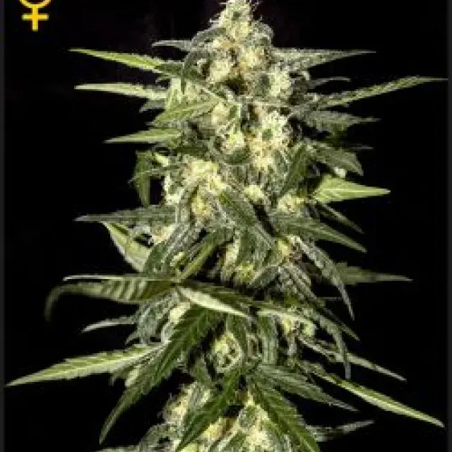 Jack Herer Automatic Feminised Cannabis Seeds | Green House Seeds