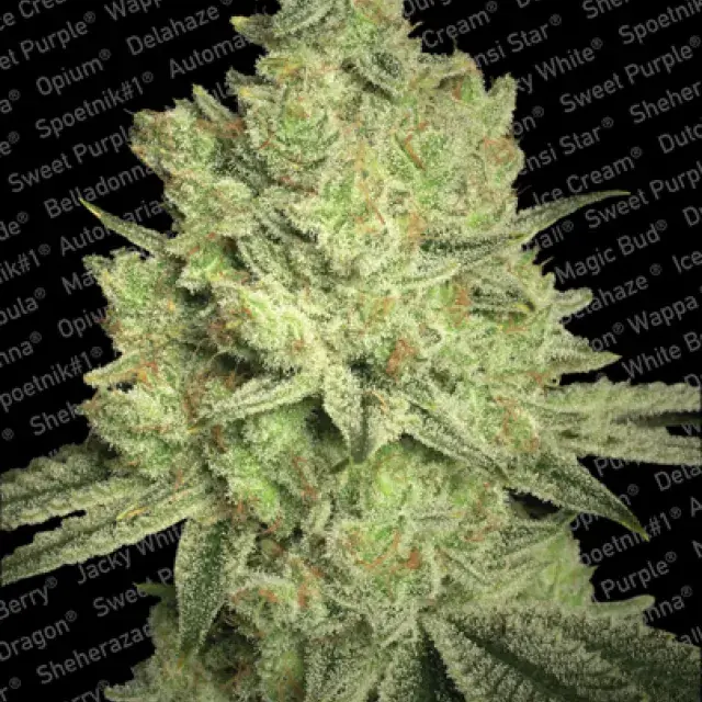Jacky White Feminised Cannabis Seeds | Paradise Seeds