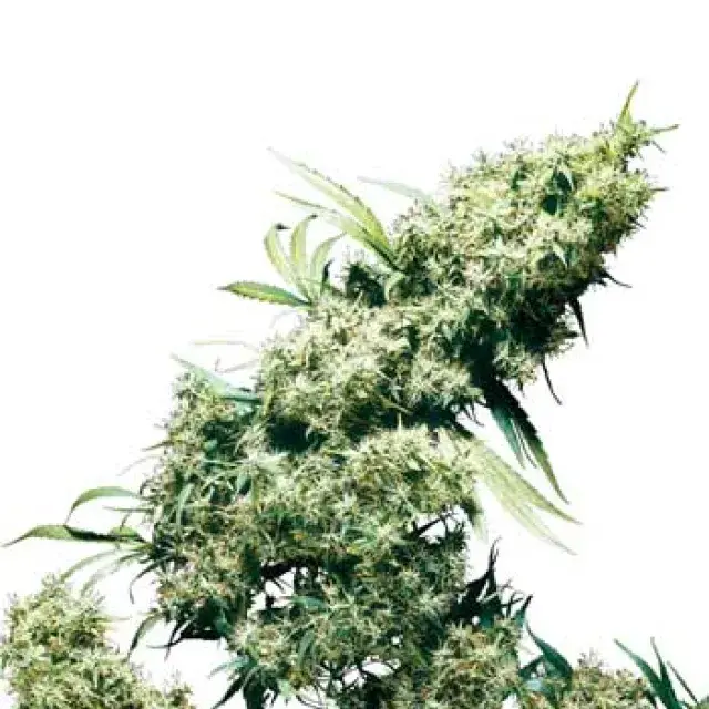 Jamaican Pearl Regular Cannabis Seeds | Sensi Seeds 