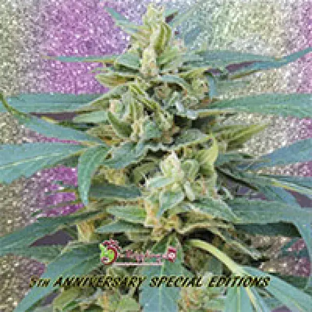 Jammy Auto Feminised Cannabis Seeds | Dr Krippling 