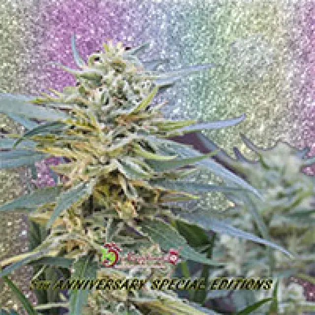 Jamnesia Haze Feminised Cannabis Seeds | Dr Krippling