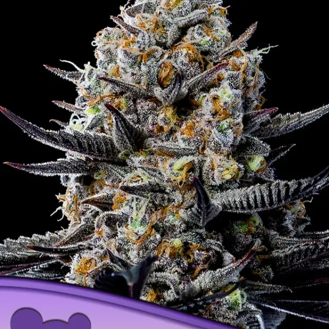 Jealousy Dankness Pink Feminised Cannabis Seeds - Anesia Seeds.