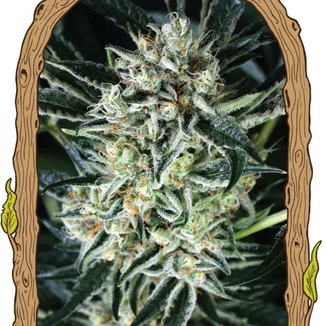 Jelly Bananen Feminised Cannabis Seeds | Exotic Seeds