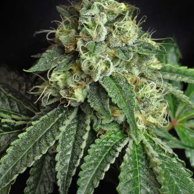 Jesus OG Regular Cannabis Seeds | TGA Seeds