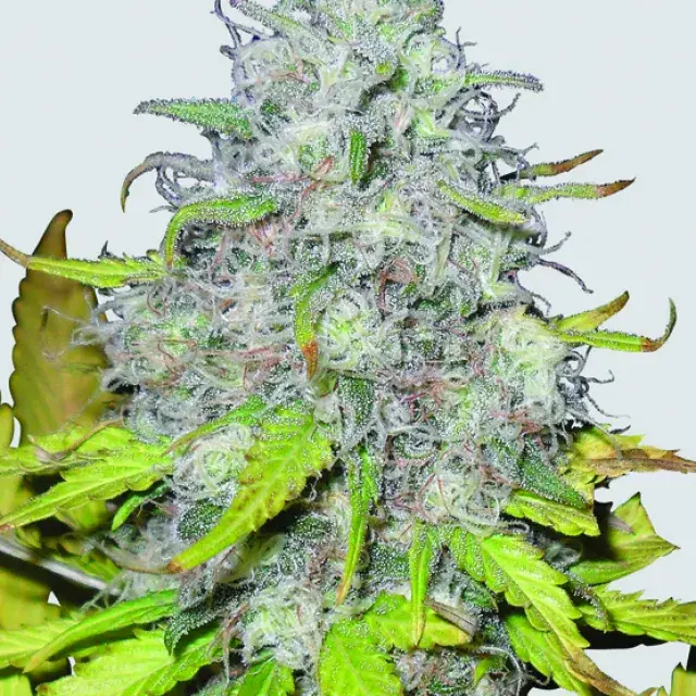 Auto Jock Horror Feminised Cannabis Seeds | Nirvana