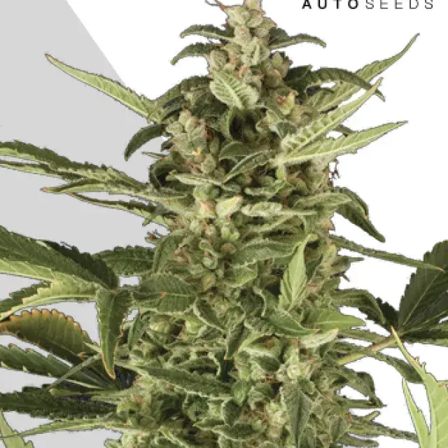 Juicy Lucy Autoflowering Feminised Cannabis Seeds | Auto Seeds 