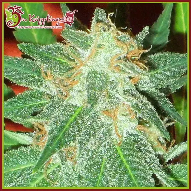 Jumping Black Dash Auto Feminised Cannabis Seeds | Dr Krippling 