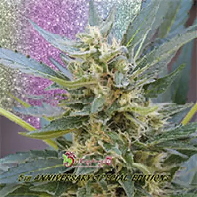 Jumping Jack Dash Auto Feminised Cannabis Seeds | Dr Krippling 