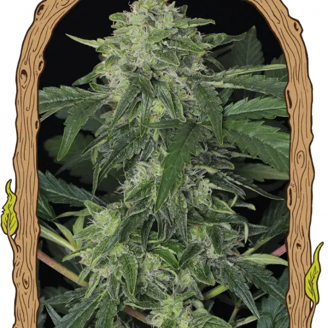Jungle Fever Auto Feminised Cannabis Seeds | Exotic Seeds
