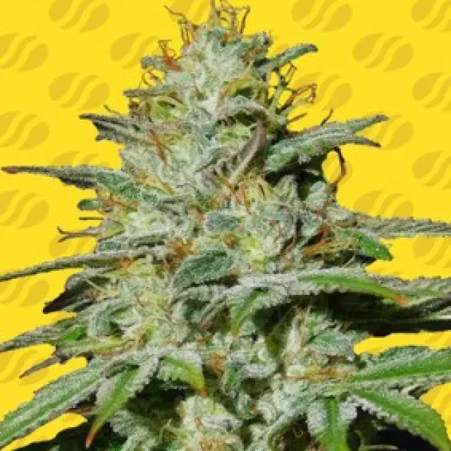 Jungle Lava Auto Feminised Cannabis Seeds | Original Sensible Seeds
