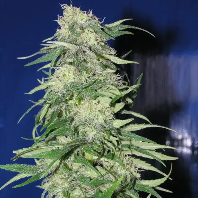 K 2 Feminised Cannabis Seeds