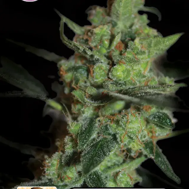 California Nugget Feminised Cannabis Seeds | Kera Seeds 