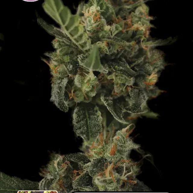 Cherry Grapefruit Feminised Cannabis Seeds | Kera Seeds