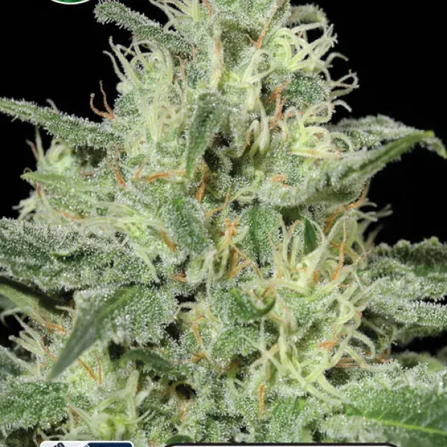 Critical Auto Feminised Cannabis Seeds | Kera Seeds