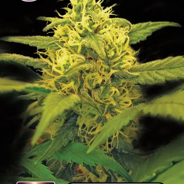 Dutch Power Feminised Cannabis Seeds | Kera Seeds