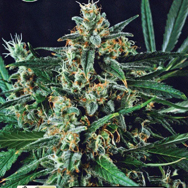 Dwarf Auto Feminised Cannabis Seeds | Kera Seeds