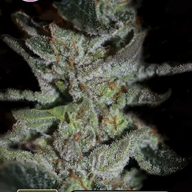 LA Widow Feminised Cannabis Seeds | Kera Seeds