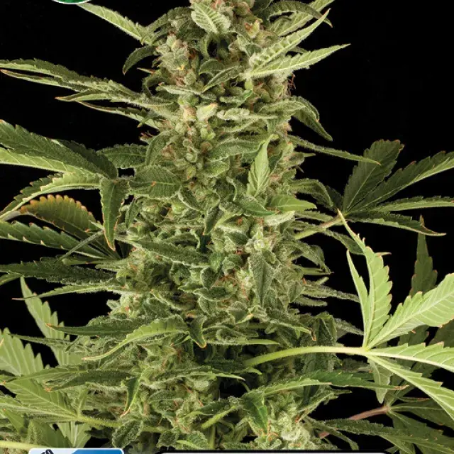 NLX Diamond Auto Feminised Cannabis Seeds | Kera Seeds