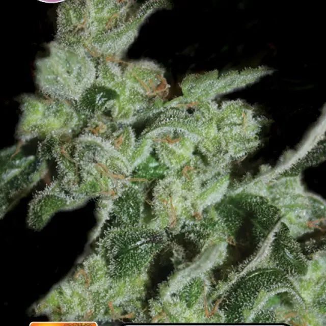Pineapple Sativa Feminised Cannabis Seeds | Kera Seeds